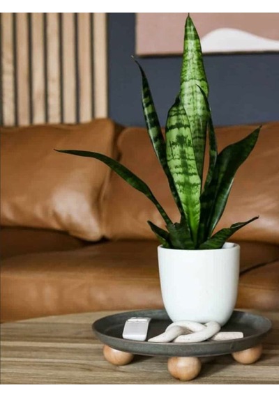 Paşa Kılıcı Yeşil Kılıç Bol Köklü Hava Temizleyici Salon Bitkisi, 20-40cm