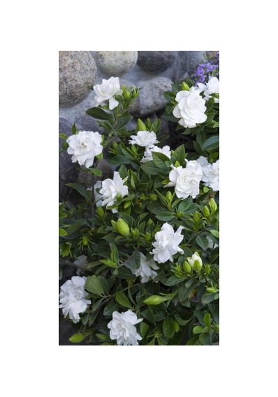Gardenya Kokulu Çiçek