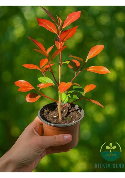 Alev Ağacı Çit Bitkisi Alev Çiçeği Fidanı Photinia Red Robin 20-30 Cm