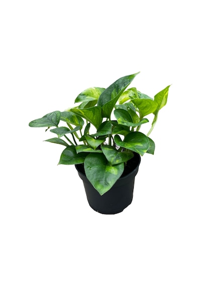 Epipremnum 'global Green' Salon Sarmaşığı