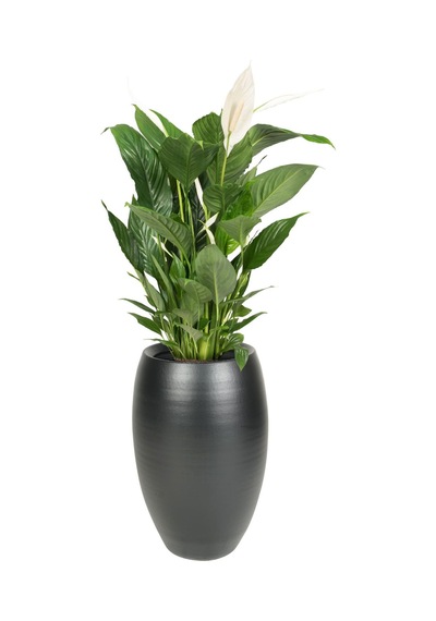 Cresta Seramik Saksı 20x30Cm