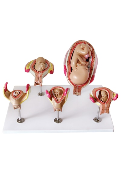 Hamilelik Serisi, 5 Model - Fetus Gelişim Süreci Maketi 01