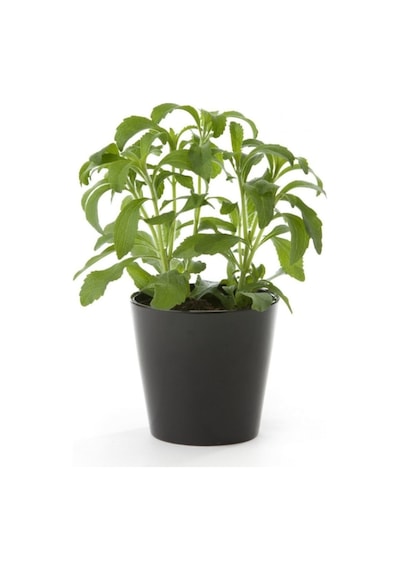 Stevia Tohumu Şeker Otu Tohumu 10 Tohum + Tohum