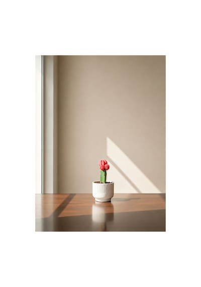 Moon Cactus Ay Kaktüsü