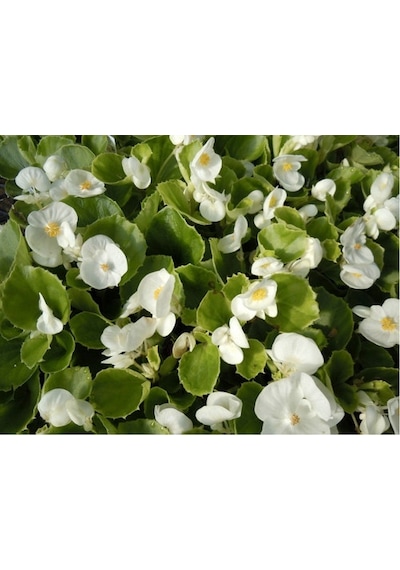 Begonya Begonia Beyaz Renk 30 Adet