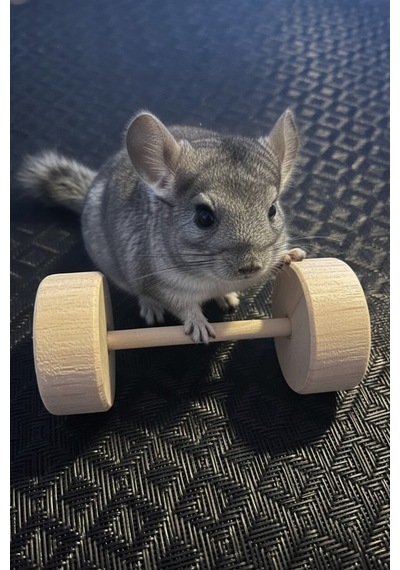Kiln Kurutulmuş Çam Dumbbell Çiğneme Oyuncağı Küçük Evcil Hayvanlar İçin 2 Li Set