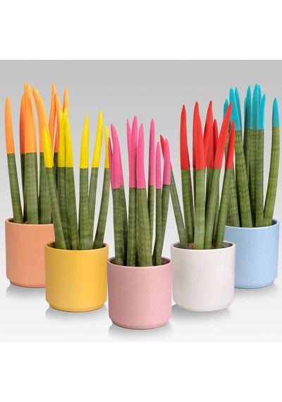 Renkli Paşa Kılıcı – Sansevieria Velvet