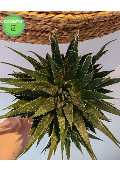 Aloe Aristata Sukulent 1 Adet