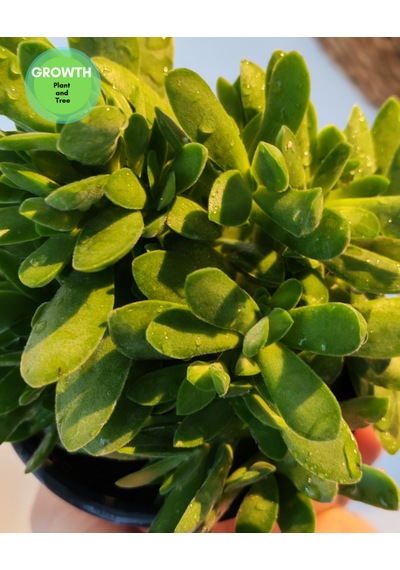 Crassula Money Maker 1 Adet