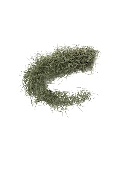 Tillandsia Usneoides (Hava Bitkisi)