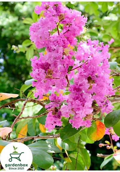 Oya Ağacı Pembe Renk 1 Adet Saksılı/tüplü 30-50cm Dış Mekan Bitkisi