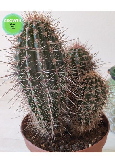 Pachycereus Pringlei Meksika Kaktüsü 1 Adet