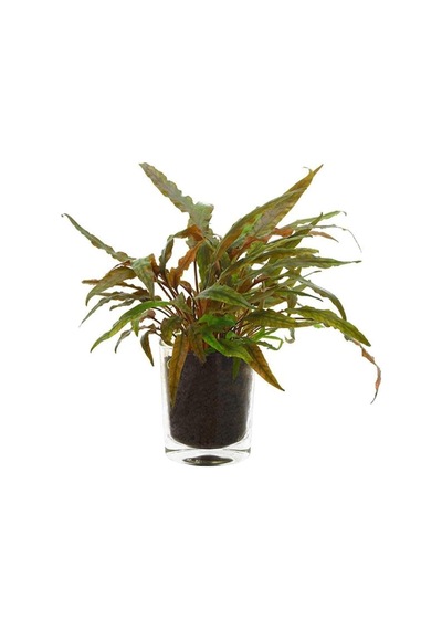 Cryptocoryne Undulatus Red Saksı Canlı Bitki