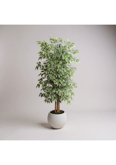 Yapay Ficus Ağaç 150 Cm Beyaz Küre Saksı Yeşil
