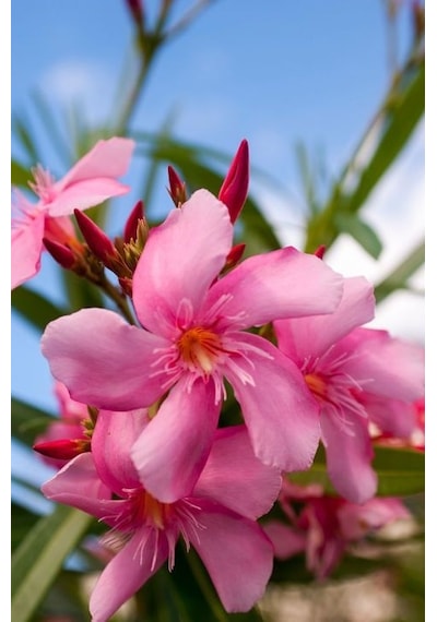 Zakkum Çiçeği 5 Adet - Nerium Oleander Dış Mekan Çiçeği
