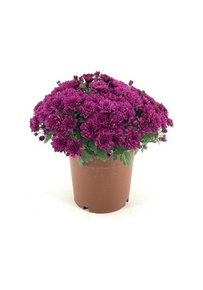 Lila Mor Kasımpatı Çiçeği Fidanı 10-20 Cm