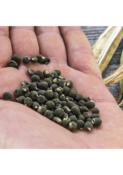 Doğal Bamya Tohumu -0,5 Kg