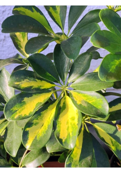 Videolu Tek Dal Alacalı Şeflera Çiçeği Beş Parmak Bitkisi 60-80 Cm Saksılı Iç Mekan Schefflera