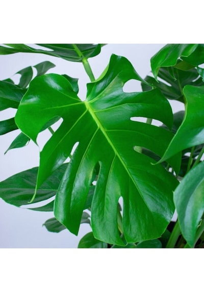 Videolu 1 Adet Deve Tabanı Çiçeği Bitkisi 40-50 Cm Saksılı Iç Mekan Bitkileri Monstera Deliciosa