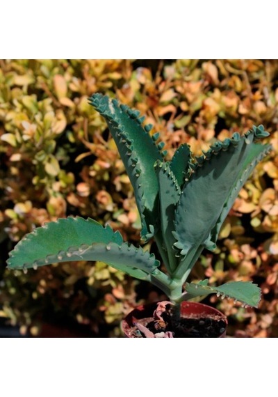 Aşkın Gözyaşı Çiçeği Mini Kalanchoe Daigremontiana Fidanı 10-20 Cm