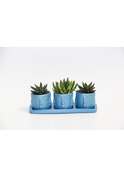 Trio Mavi Adler Sukulent Seti - Haworthia. Huernia