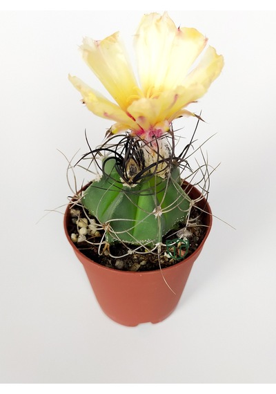 Kaktüs Özel Tür - Astrophytum Capricorne