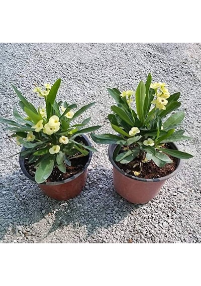 Saksılı Ebruli Dikenler Tacı Japon Iğnesi Euphorbia Milii 5-15 Cm