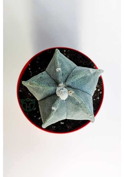 Yıldız Kaktüs Astrophytum Myriostigma 5 Dilim Beyaz Özel Tür