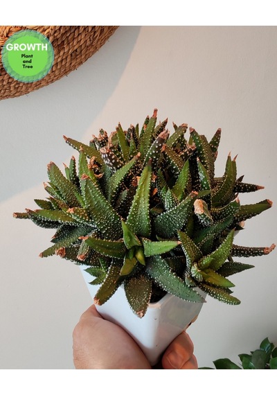 Haworthia Fasciata Variegata 1 Adet