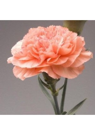 Chabaud Salmon Color Karanfil Çiçeği Tohumu 70 Adet