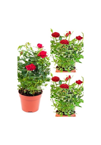 Kırmızı Yediveren Kokulun Gül Fidanı 3 Adet Saksılı Dış Mekan Bitkisi 35-60 Cm Red Rose