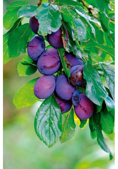Mürdüm Eriği Fidanı " Prunus Domestica L. " 2 Yaşında Tüplü