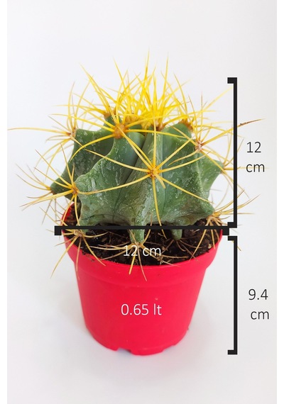 Ferocactus Glaucescens Sarı Dikenli Nadir Özel Tür Kaktüs Büyük B