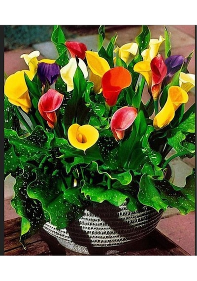 Nadir Ithal Karışık Calla Lily Tohumu 10 Tohum Çiçek Tohumu
