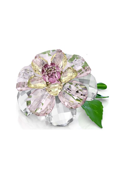 5721538 Swarovski Biblo Florere:camellıa