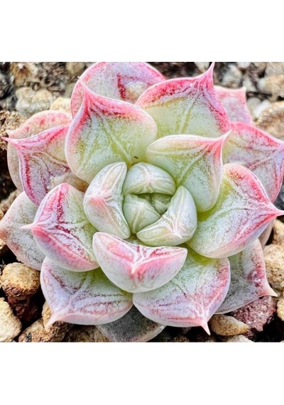 10 Adet Echeveria Shadow Succulent Tohumu