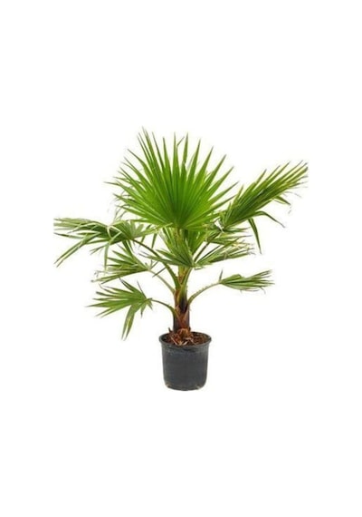 Washingtonia Robusta Palmiye Ağacı Tohumu Ekim Seti 3 Tohum Saksı Toprak Kombin