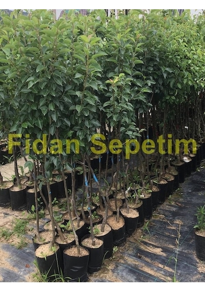 3 Yaş Aşılı Deveci Armut Fidanı N11.853