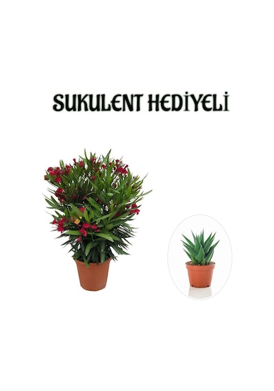 Kırmızı Renk Bodur Zakkum Fidanı Sevgililer Gününe Özel Sukulent Hediyeli