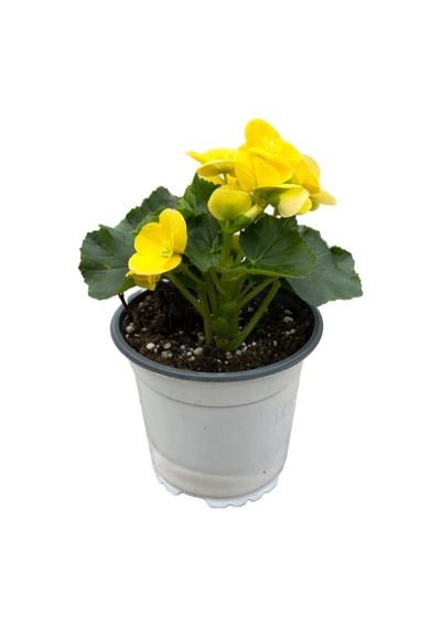 Begonia Elatior 'yellow' Katmerli Begonya