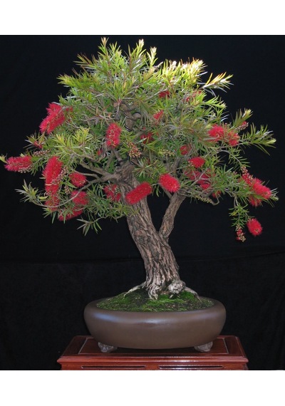 Bodur Callistemon Bonzai Ağacı Tohumu Ekim Seti 20 Tohum +Saksı+T