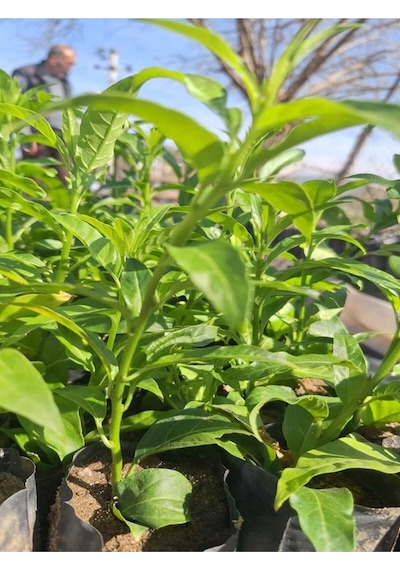 1 Adet Tüplü Mini Melisa Fidanı 10 30 Cm Bahçe Dış Mekan Bitkisi