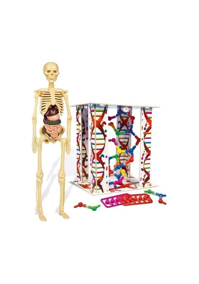 Clementoni İlk Keşiflerim Insan Anatomisi