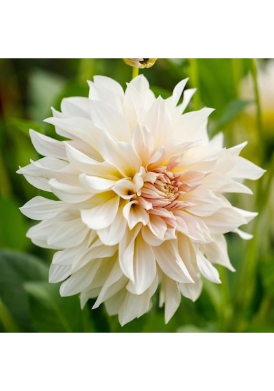 Dev Çiçekli White Cafe Au Lait Dahlia Yıldız Çiçeği Yumrusu (1 adet )