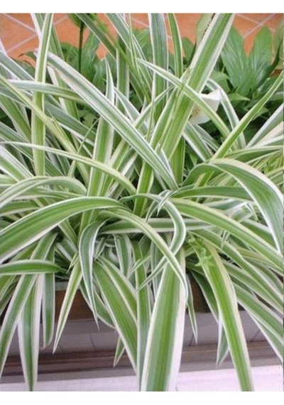 Yeşil Beyaz Kurdele Çiçeği Chlorophytum 10-20 Cm