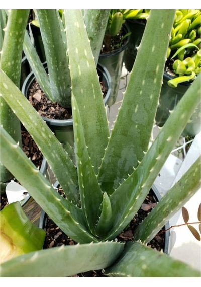 Videolu Aloe Vera 30 50 Cm 1 Adet Saksılı/ Tüplü Iç/ Dış Mekan Bitkisi Aloe Ferox Mill Alovera