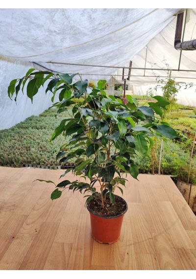 Ficus Benjamina Danielle Benjamin Ev-ofis-iç Mekan Salon Bitkisi 15 Cm Saksıda 30-40 Cm Arası
