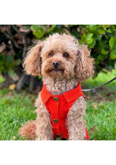 Yeni - Orange Renk Kot Köpek Yeleği - Küçük Irklar İçin Şık Ve Ra