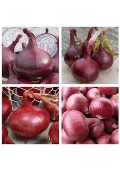100 Adet Tohum Nadir Amasya Kışlık Kuru Soğan Tohumu Tohu
