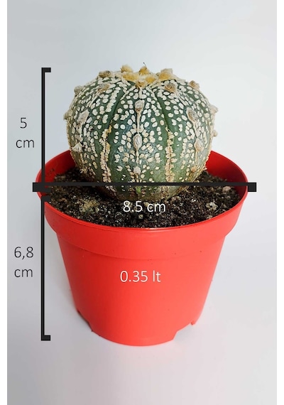 Astrophytum Asterias Super Kabuto Koleksiyon Kaktüs 8.5 Cm Kırmız 1 Adet